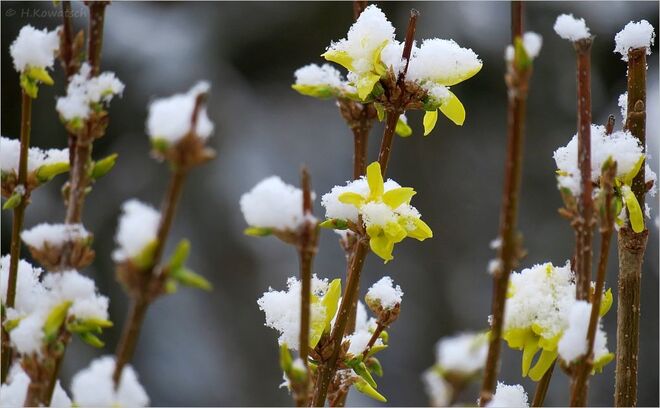 Weiße Überraschung am Morgen