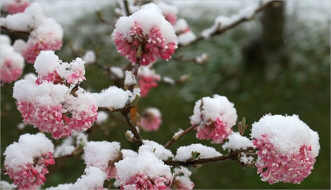 Weiße Überraschung am Morgen  II