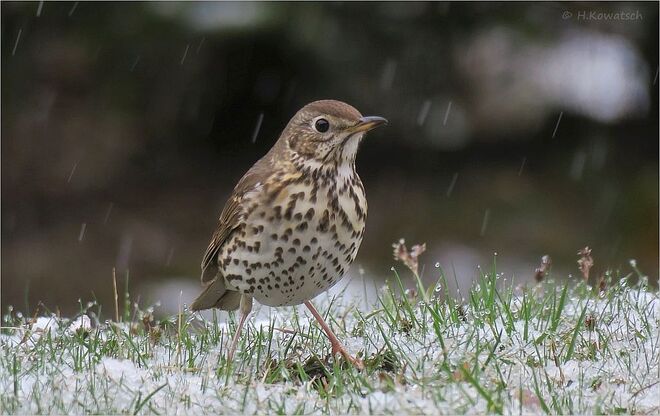 Singdrossel im Neuschnee