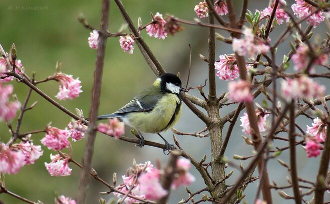 Kohlmeise mit Nestbau-Material im Schnabel