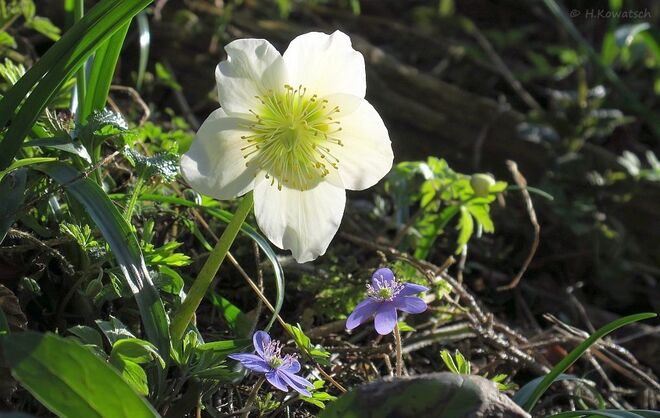 Frühling im Wald