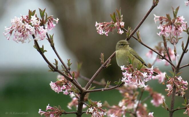 Zilpzalp im Blütenstrauch
