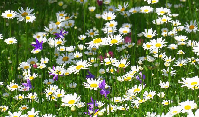 Blick in die Blumenwiese