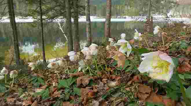 Schneerosen am Ufer des Sees