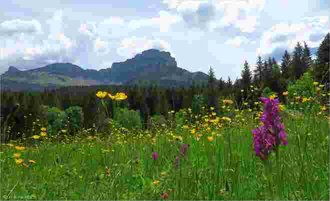 Blumenwiese vorm Loser
