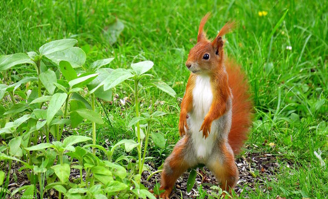 Ein wachsames Eichhörnchen