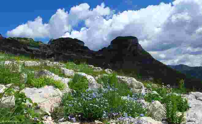 Es blüht im Toten Gebirge