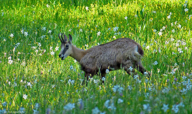 Gämse in Narzissenwiese