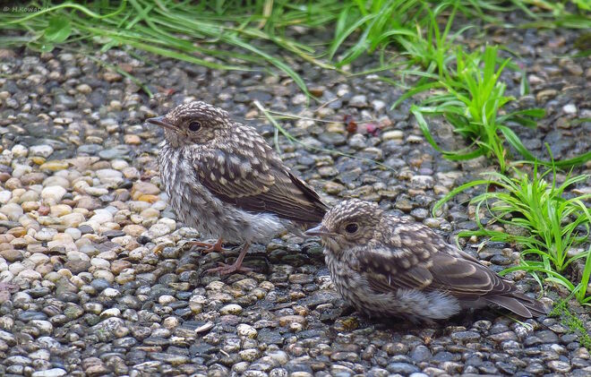 Gut getarnte Grauschnäpper