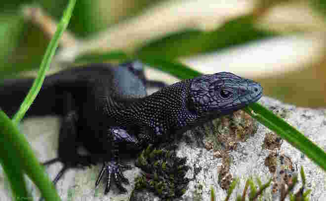 Zootoca vivipara nigra