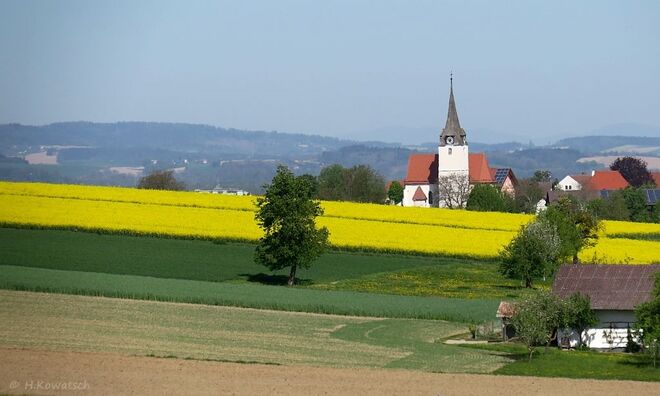 Leuchtendes Rapsfeld