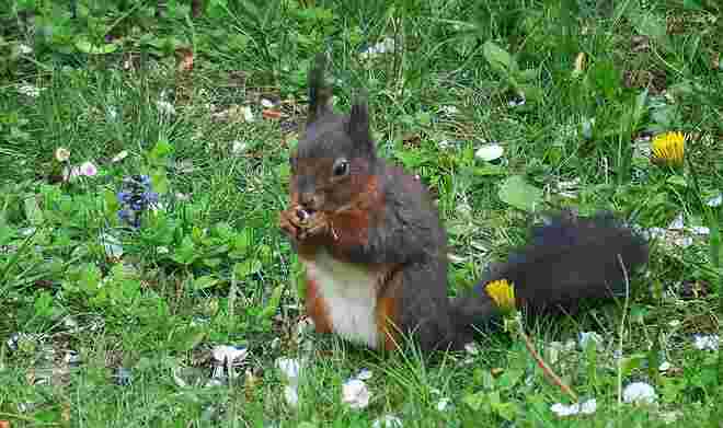 Dreifärbiges Eichhörnchen