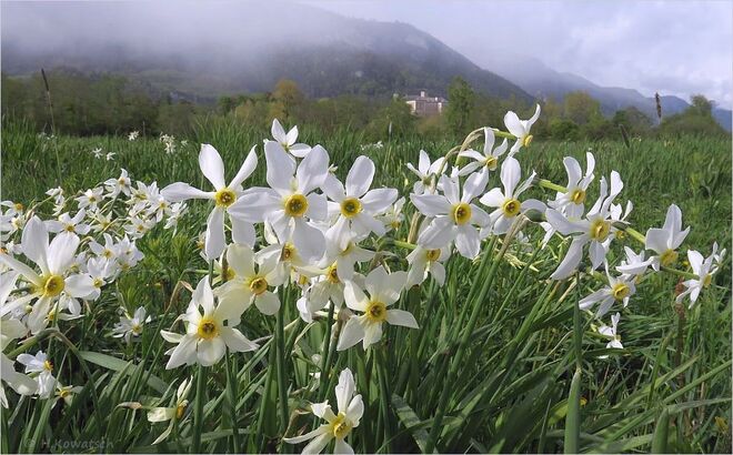Blütenpracht und Schneeschauer