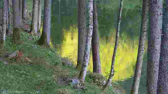 Am Ufer des Weihers