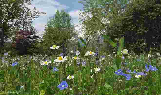 Blumenwiese