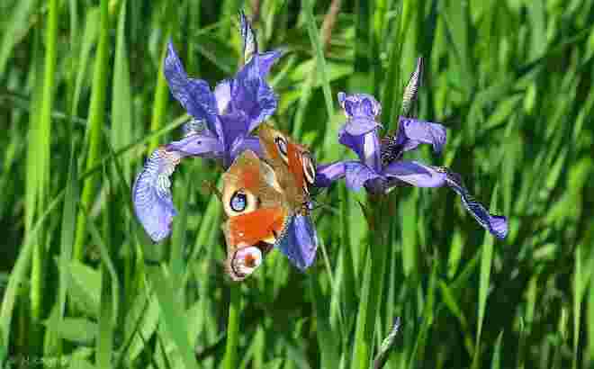 Iris mit feschem Besucher