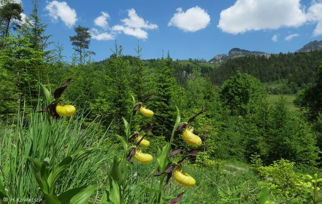 Unsere prächtigste heimische Orchidee