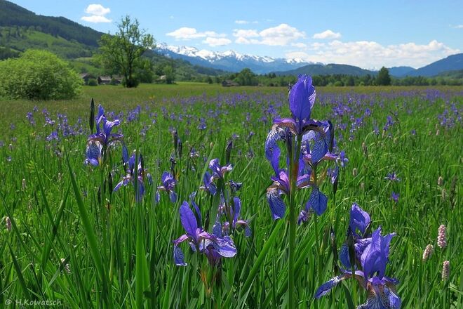 Blaue Wiesen - weiße Berge