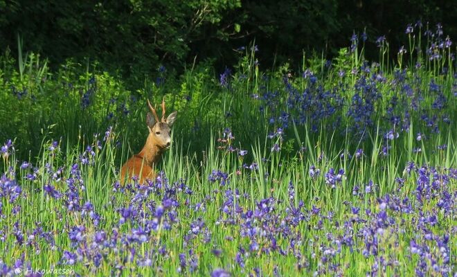 Nette Begegnung in der Iriswiese