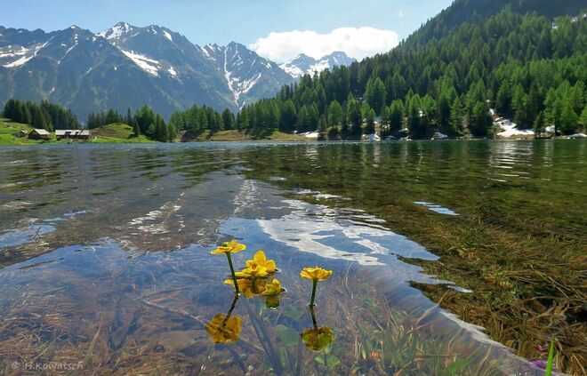 Blumen im Duisitzkarsee