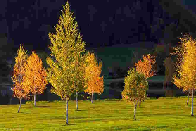 Birken im Abendlicht