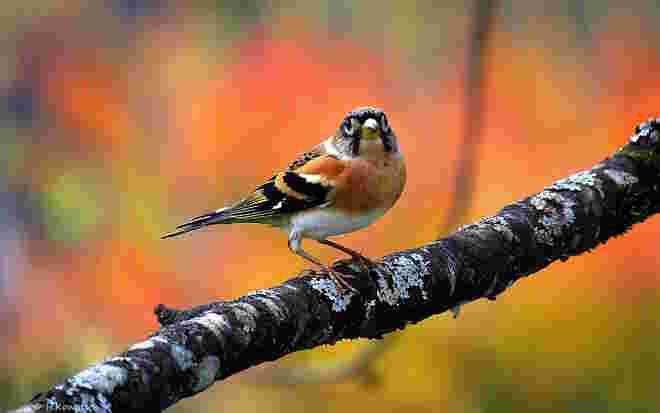 Bergfink mit Brillen  ;-)