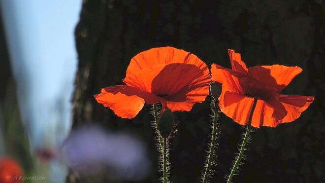 Mohnblumen im Licht der Abendsonne