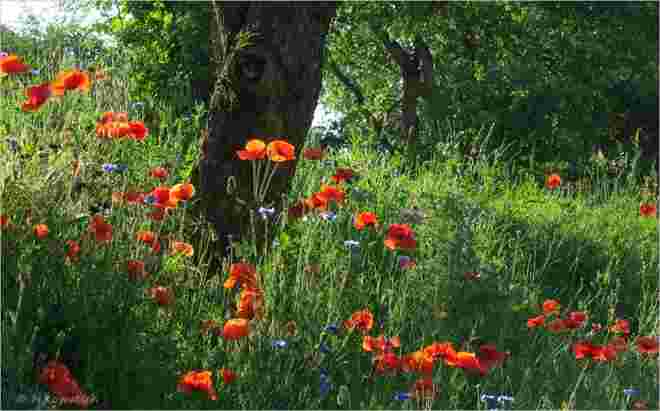 Leuchtende Sommerwiese