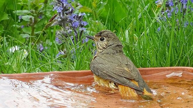 Gartenrotschwänzchen beim Baden in der Vogeltränke