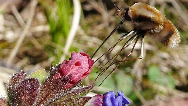 Großer Wollschweber genießt den Nektar des Lungenkrauts