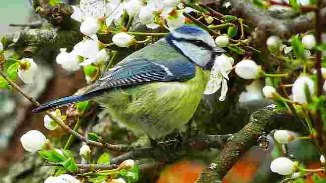 Blaumeise in blühendem Baum