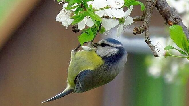 Blaumeise sucht am blühenden Zweig nach Insekten