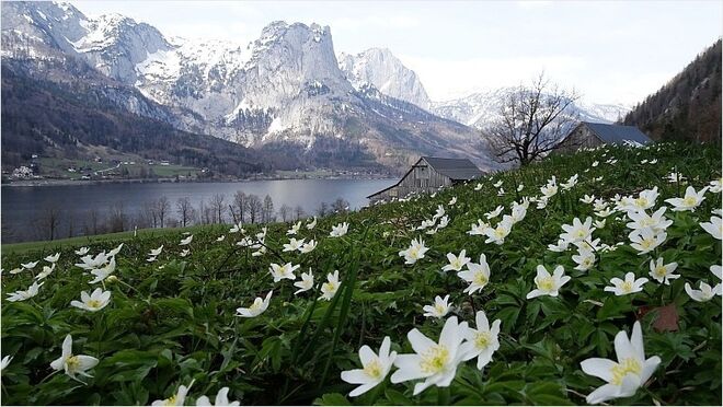 Frühling am Grundlsee