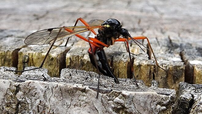 Holzschnake bei der Eiablage