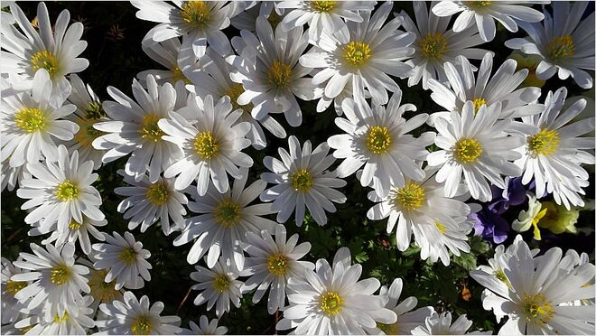 Weiße Blütenpracht