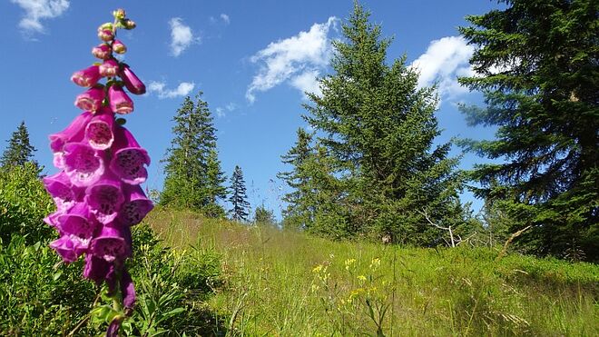 Roter Fingerhut in voller Pracht