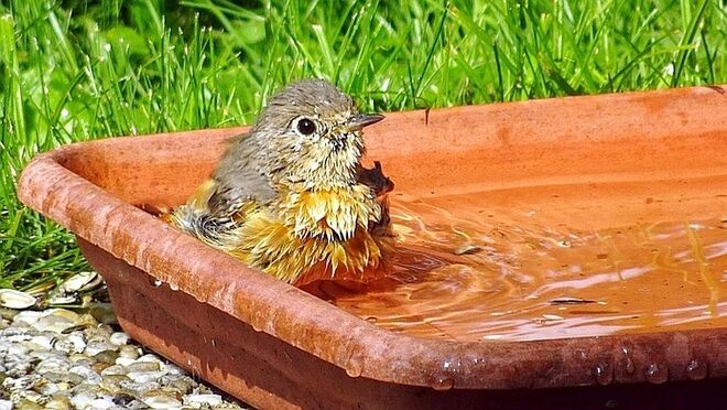 Herziges Rotschwänzchen