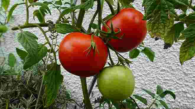 Sommer ist Tomaten-Zeit