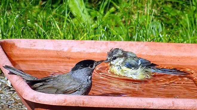 Mönchsgrasmücke und junge Blaumeise ...