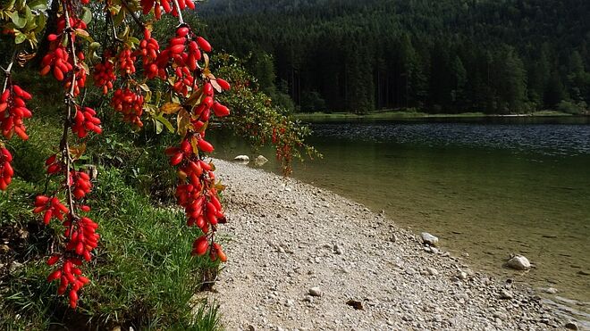 Leuchtendes Rot am Seeufer