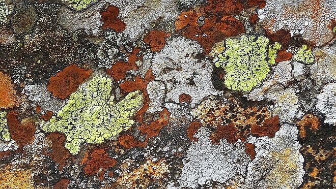 Faszinierende Welt der Flechten