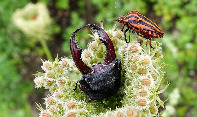 Von der Streifenwanze misstrauisch beäugt