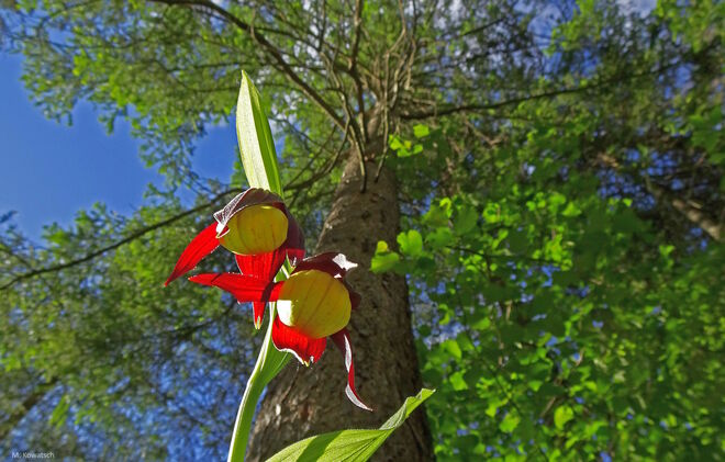 Frauenschuh kurz vor dem Aufblühen