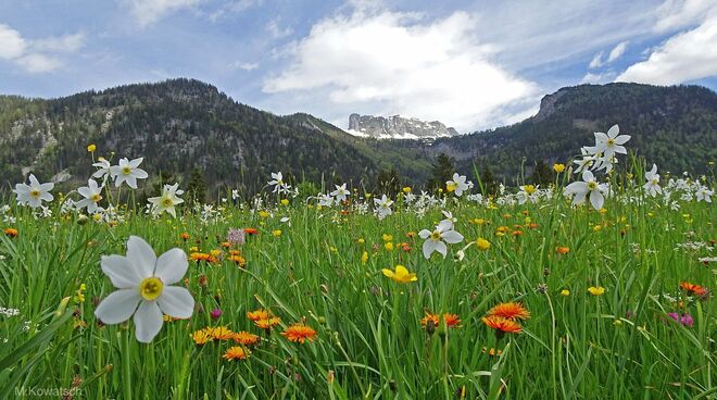Frühling im  Steir. Salzkammergut