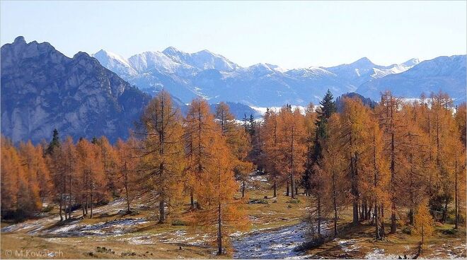 Leuchtender Lärchenwald