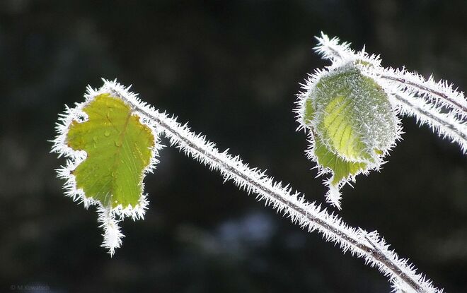 Mit Raureif geschmückte Herbstblätter