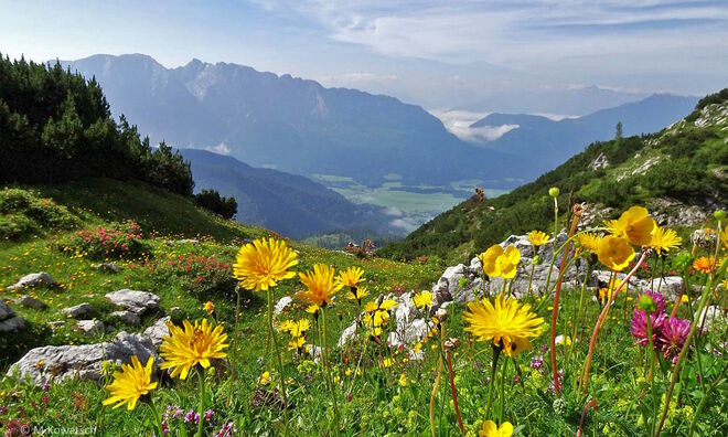 Buntes Blühen am Lawinenstein