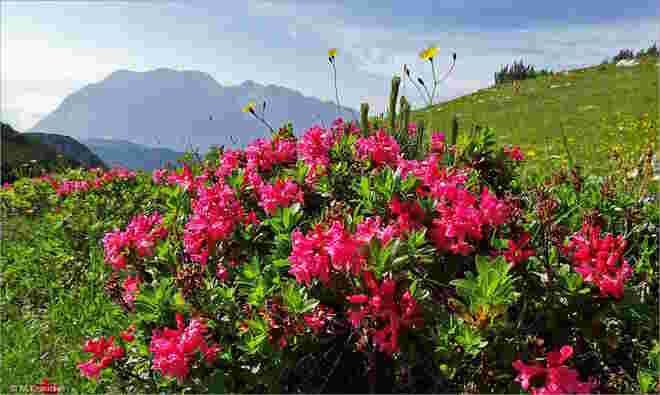 Almrauschblüte vor dem Grimming