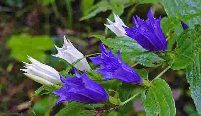 Blau - Weiß