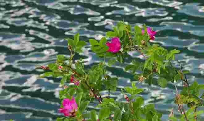 Heckenrose am Gosausee